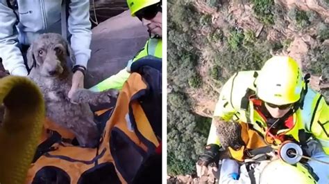 Valencia Hund Am Abgrund Gefangen Weil Herrchen Sich Bersch Tzt Hat