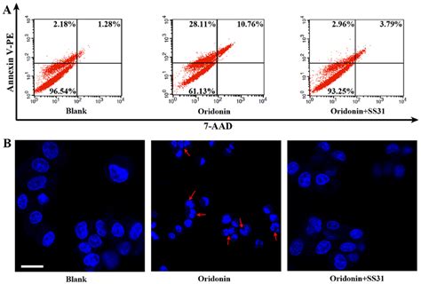 Oridonin Induced Apoptosis Is Associated With Mitochondrial Redox