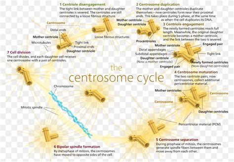 Microtubule Organizing Center Cell Division Centrosome Cycle Mitosis, PNG, 800x571px, Cell ...