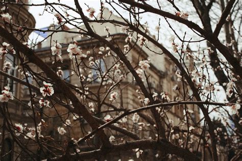 Tree Branches with Flowers · Free Stock Photo