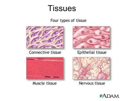 Tissues