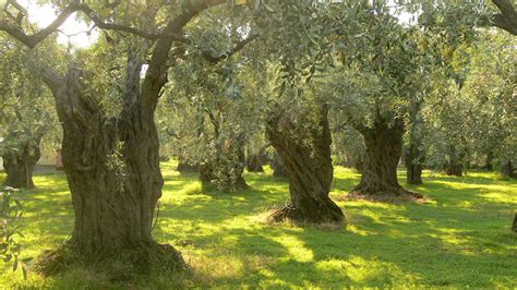 The Two Witnesses, Olive Trees, and Lampstands – Dreams from a Pilgrimage