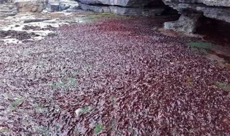 Species Spotlight Dulse Updates Horizon Seaweed