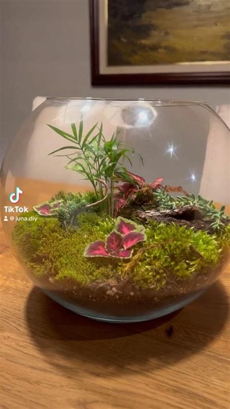 Cómo Hacer Un Terrario Eterno Casero Paso A Paso Ecosistemas En