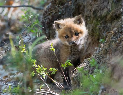 Red Fox Kit Pet Fox Cute Animal Pictures Animals Wild