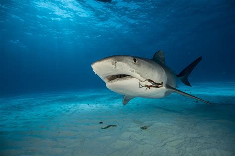 El tiburón tigre, un depredador clave para el océano » Familia Online