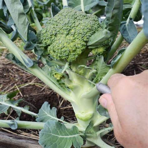 How To Grow Broccoli Easy Beginners Guide · Hidden Springs Homestead