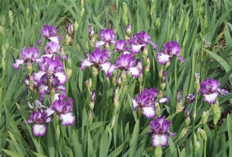 Photo Of The Bloom Of Tall Bearded Iris Iris Mariposa Autumn Posted