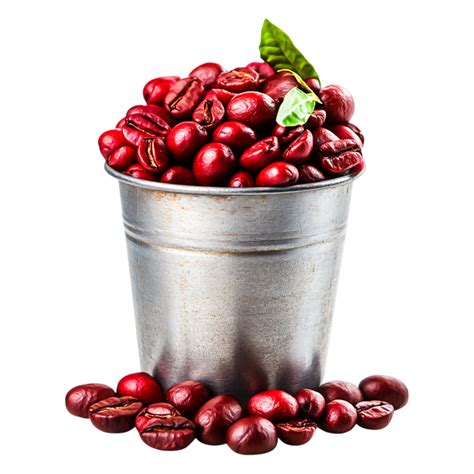Freshly Harvested Coffee Beans in Silver Bucket with Green Leaves