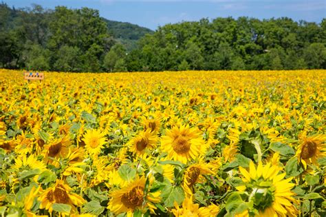 夏の日差しを浴びるヒマワリ達の写真素材 ぱくたそ