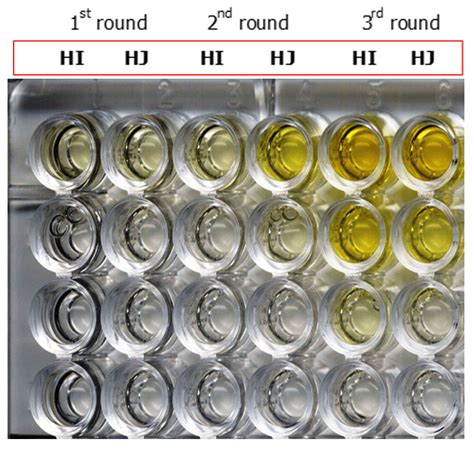 Polyclonal phage ELISA of phage selected in successive rounds of ...