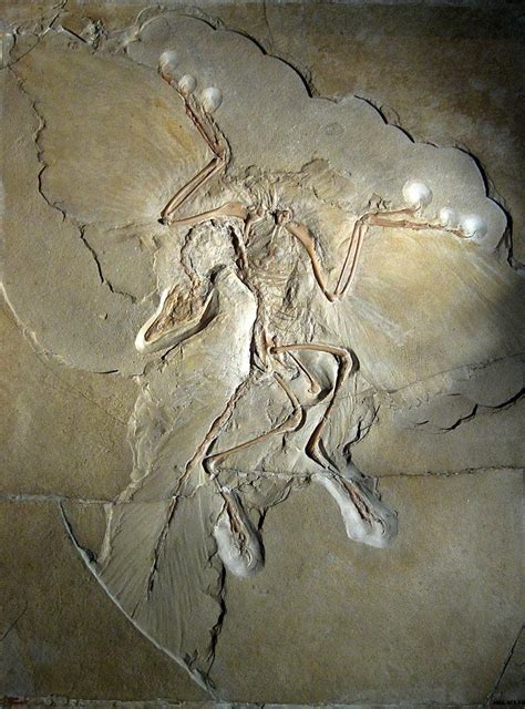 Four Famous Transitional Fossils That Support Evolution