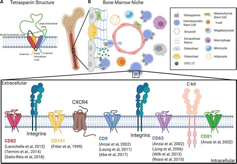 Frontiers Tetraspanin Scaffold Proteins Function As Key Regulators Of