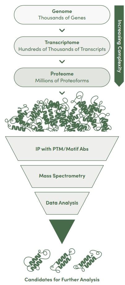 Cell Signaling Technology Custom Proteomics