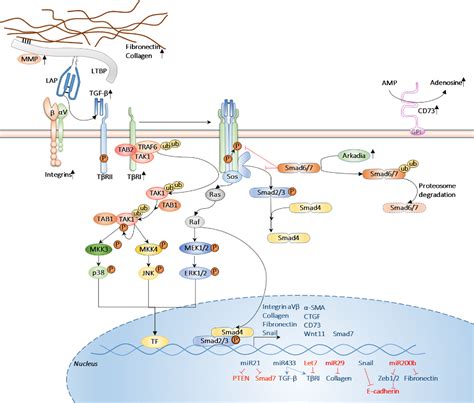 Figure 3 From The Cellular And Signalling Alterations Conducted By Tgf