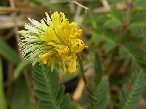 Neptunia Pubescens Plantas Acu Ticas Invasoras M Xico Inaturalist