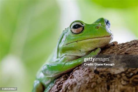 Australian Green Tree Frog Photos And Premium High Res Pictures Getty