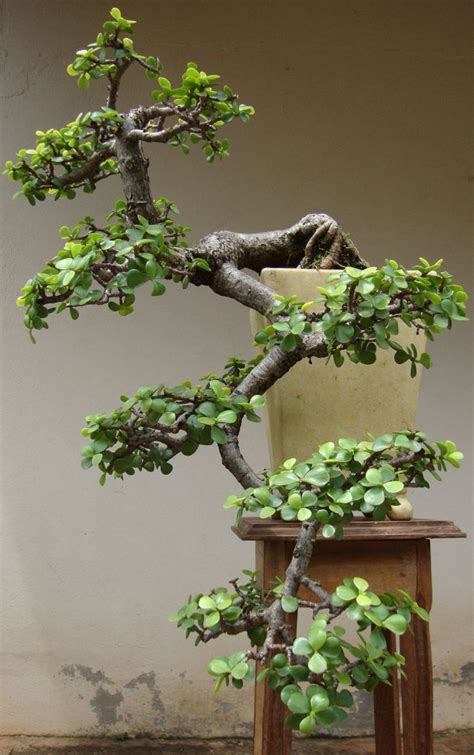 Cascade Dwarf Jade Bonsai So Pretty Bonsai Jade Bonsai Bonsai