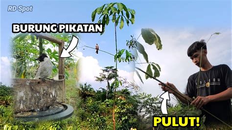 Mikat Burung Kutilang Terbaik Aksi Pikat Full Gacor Suara Alami