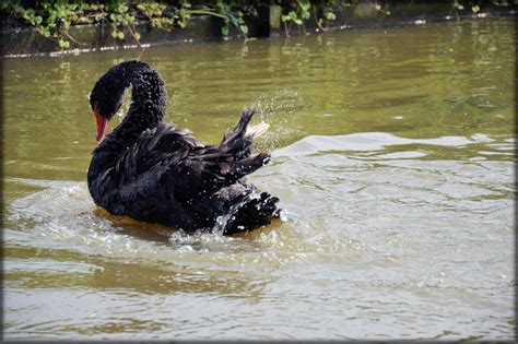 Black Swan Series 2 Water Ballet 9 Free Stock Photo - Public Domain ...