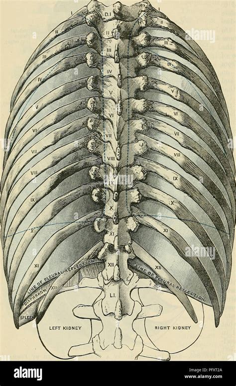 Costal cartilage hi-res stock photography and images - Alamy