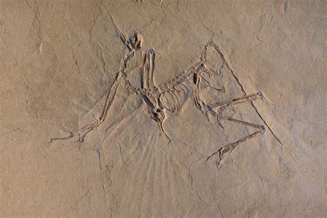 Dinosaur fossil may be a whole new species of the first birds - dailyOnews