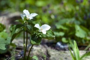 Trillium Flower Meaning and Symbolism (Birthroots) | Florgeous