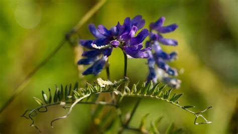 Wildflowers Purple Flowers Free Photo On Pixabay Pixabay