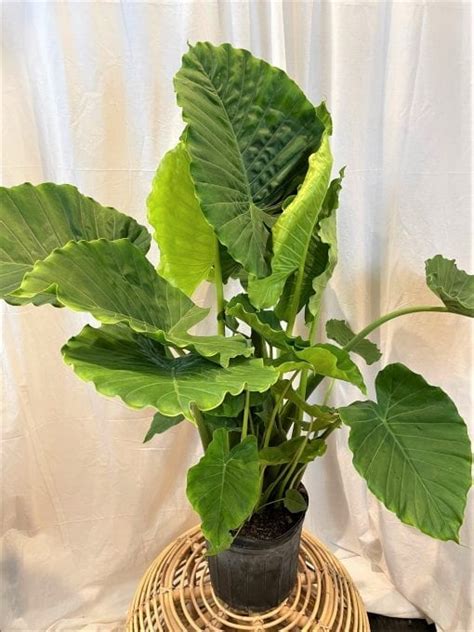 10" Alocasia Calidora - Flowers Talk Tivoli