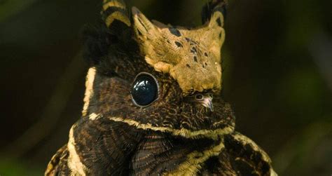 Great Eared Nightjar The Bird That Looks Like A Baby Dragon