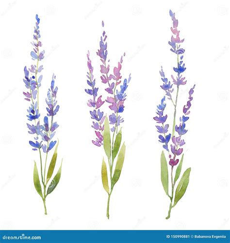 Watercolor Lavender Set Three Fluffy Sprigs Of Lavender Floral