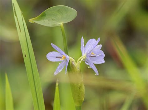 Pontederia Crassipes Common Water Hyacinth Assam Indi Flickr