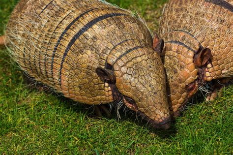 Surprising Facts About Armadillos That Will Leave You in Awe - Animal Sake