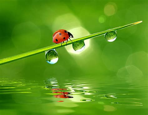 Hd Wallpaper Five Red Ladybirds Structure Moisture Drops Surface