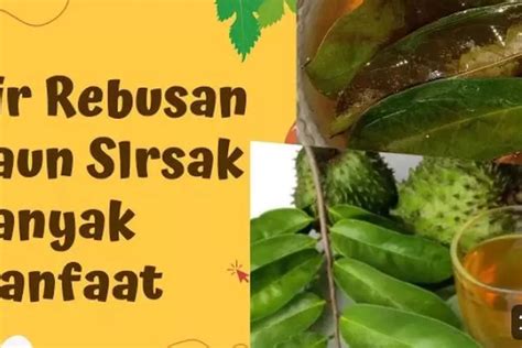 Manfaat Luar Biasa Daun Dan Buah Sirsak Untuk Kesehatan Tubuh Timenews