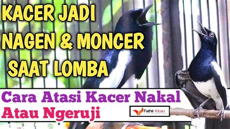 Cara Mengatasi Kacer Ngeruji Saat Lomba Youtube