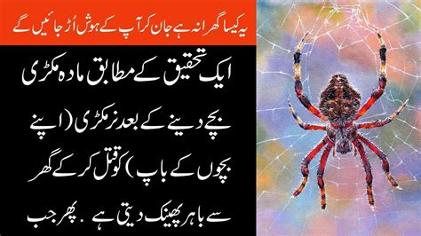 Quranic Story In Urdu Story Of Spider Best Moral Story In Urdu