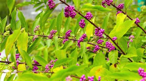 How To Plant Grow And Care For American Beautyberry