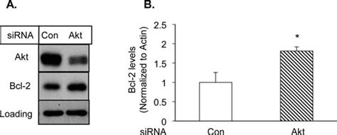 Depletion Of Akt In Mda Mb 231 Cells Failed To Decrease The Bcl 2