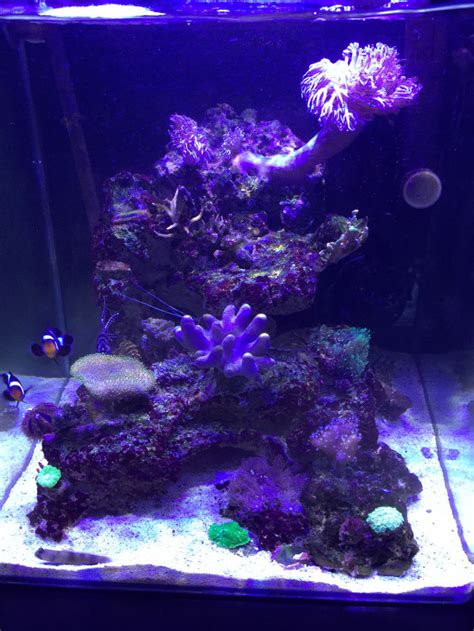 Nouvelle photo de mon aquarium b Nano récifal 60 l b