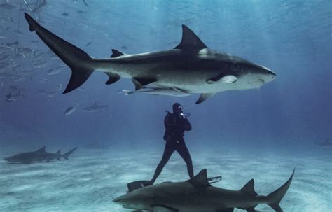 Video Requins Tigres Requins Marteaux Un Plongeur Nage Parmi Les