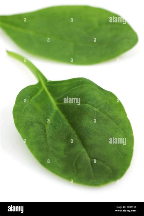 Spinach Shoot Salad Spinacia Oleracea Leaves Against White Background