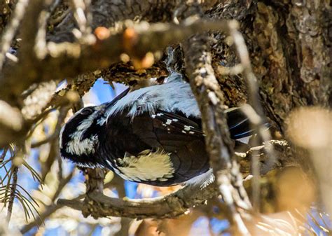 Hairy Woodpecker South Rim Grand Canyon Arizona Usa Flickr