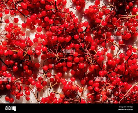 Harvest Of Medicinal Berries Of Red Viburnum Herbal Treatment Herbal