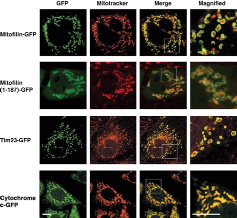 The Mitochondrial Inner Membrane Protein Mitofilin Controls Cristae