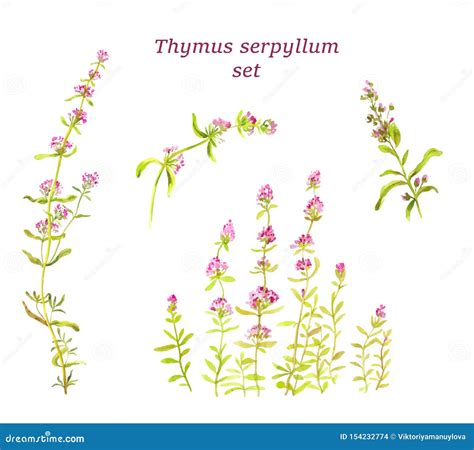 Sistema Del Tomillo De La Acuarela Infusi N De Hierbas Para La Salud