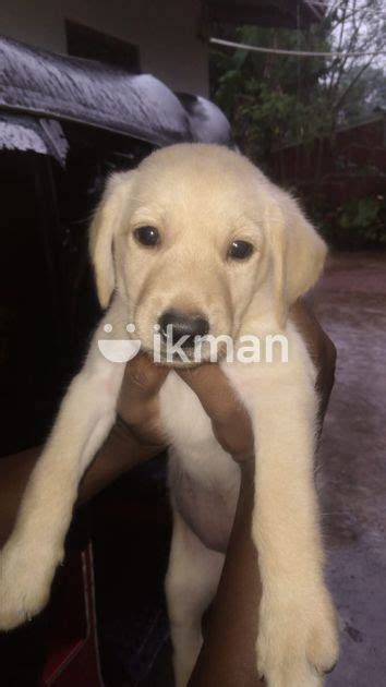 Labrador Puppy In Nugegoda Ikman