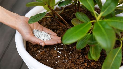 Plant Food Vs Fertilizer What S The Difference Planterhoma