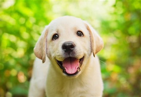 Cosa Mangia Un Cucciolo Di Cane Benvenuto A Casa Piccolo