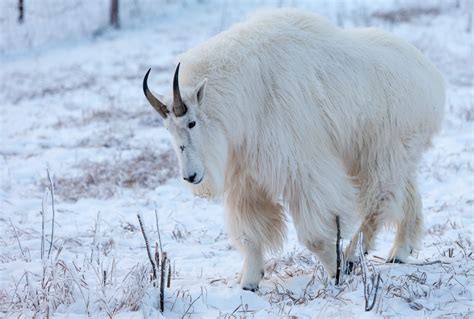 Mountain Goat - Yukon Wildlife Preserve